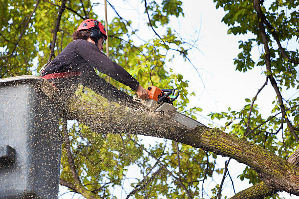 Tree and Shrub Care in Liberty, PA